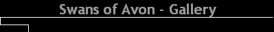 Swans of Avon - Gallery